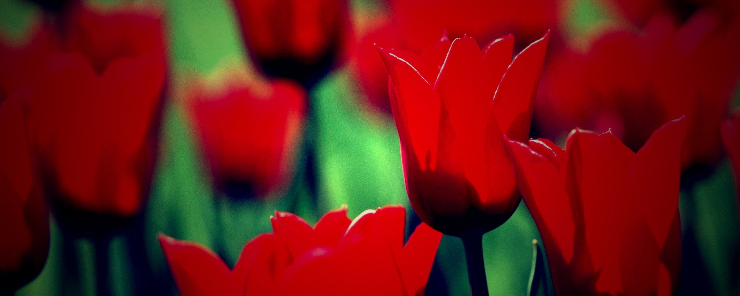 Красные цветы обои