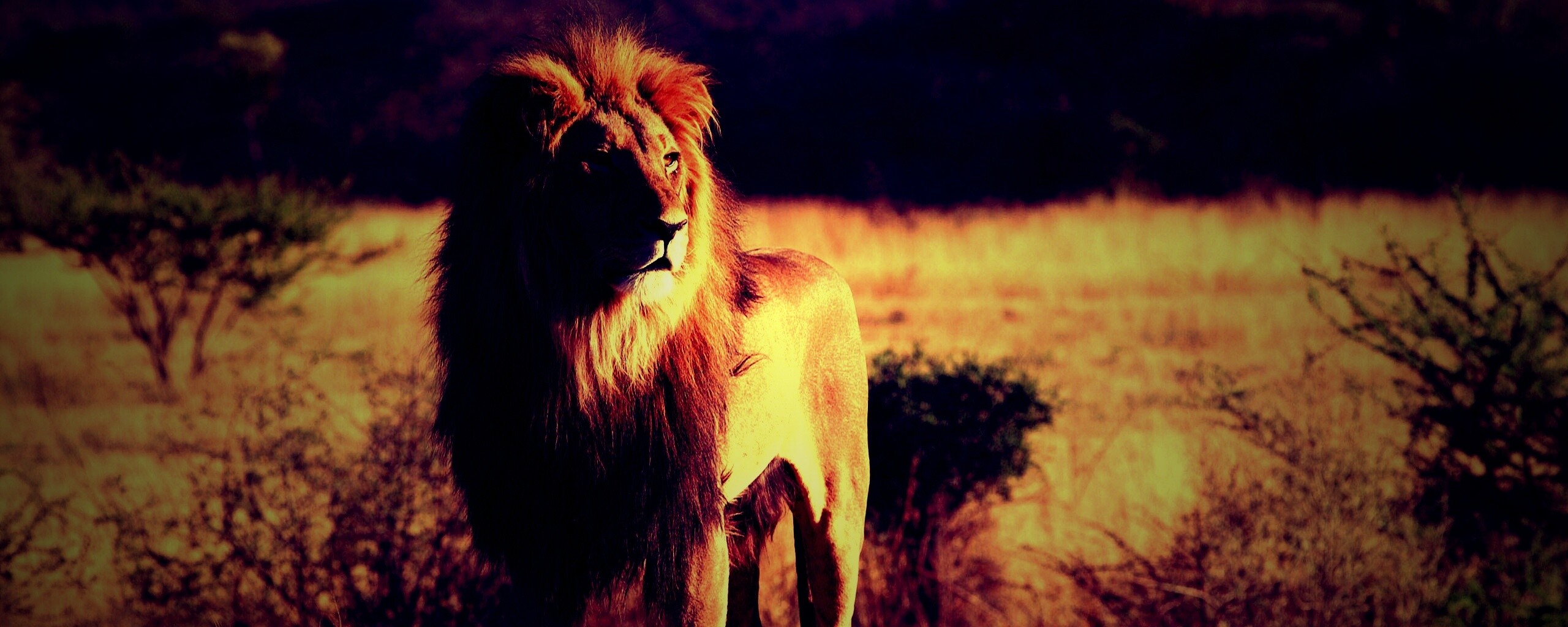 Царь зверей обои