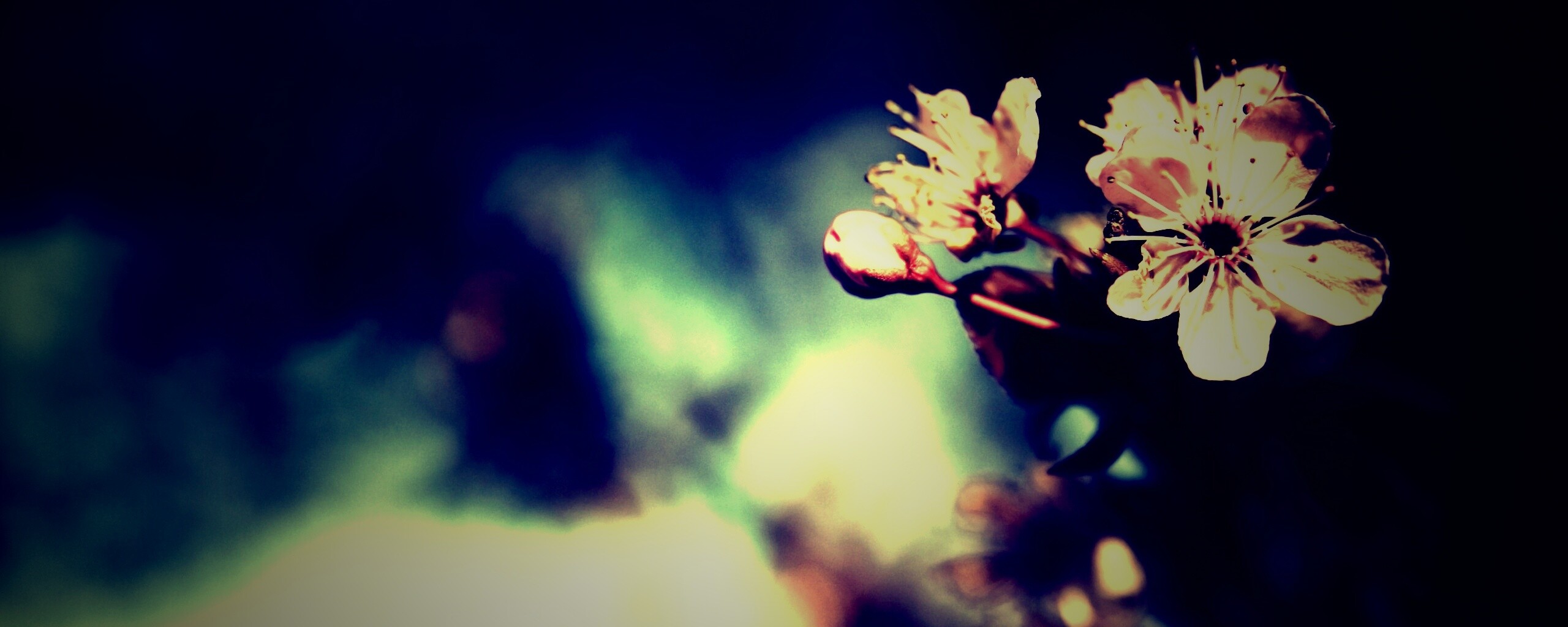 Цветок вишни обои