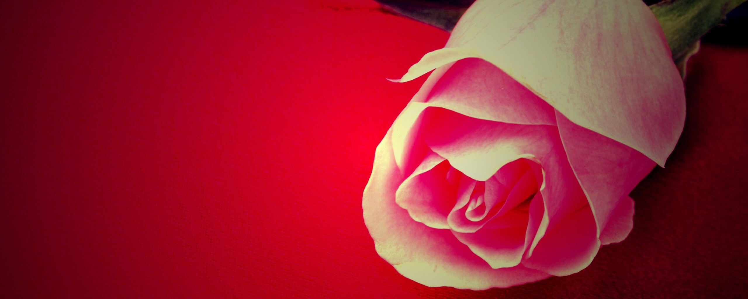 Розовая роза обои