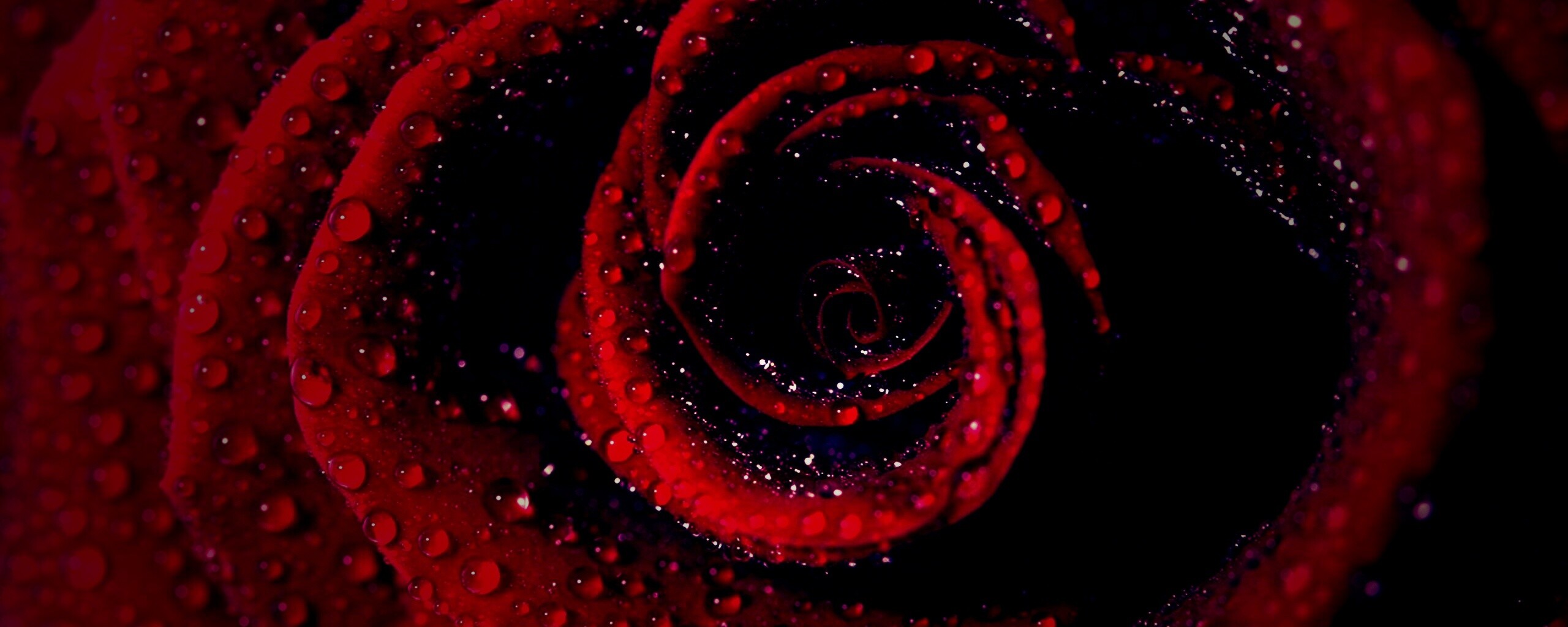 Красная роза обои