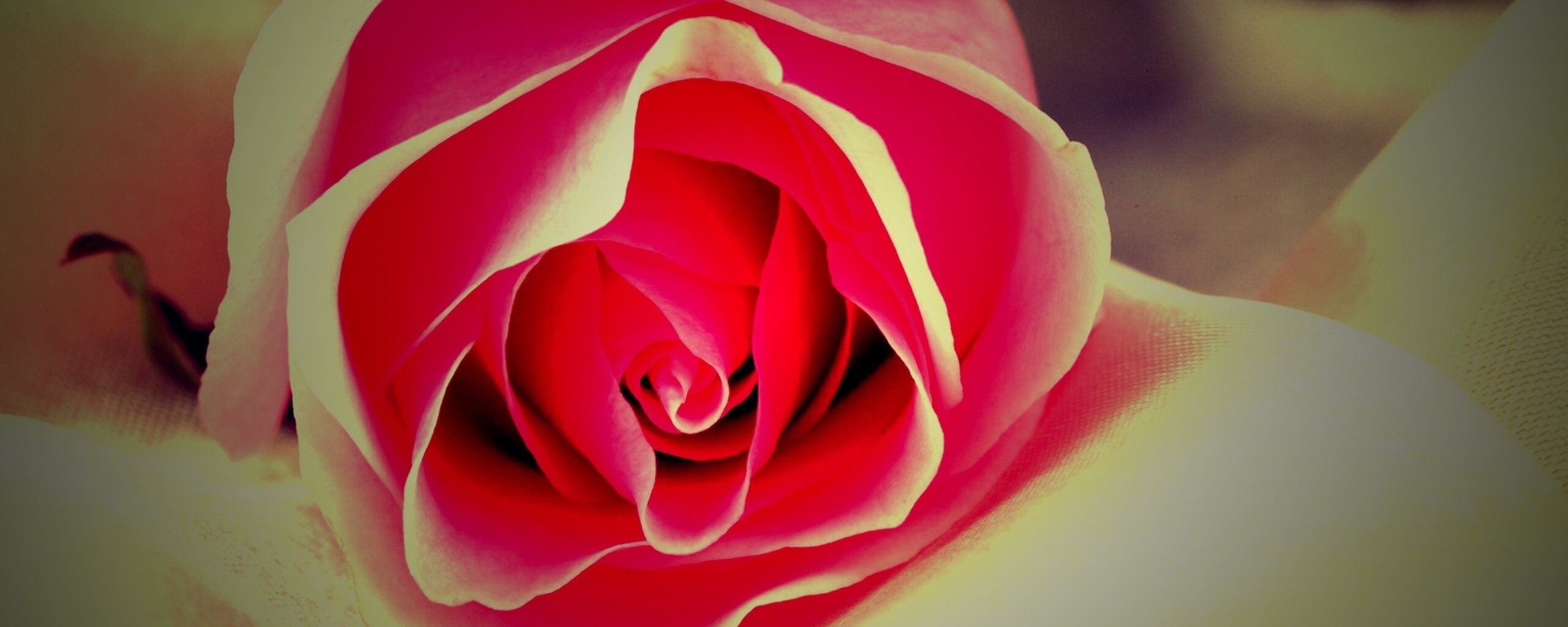 Нежная роза обои