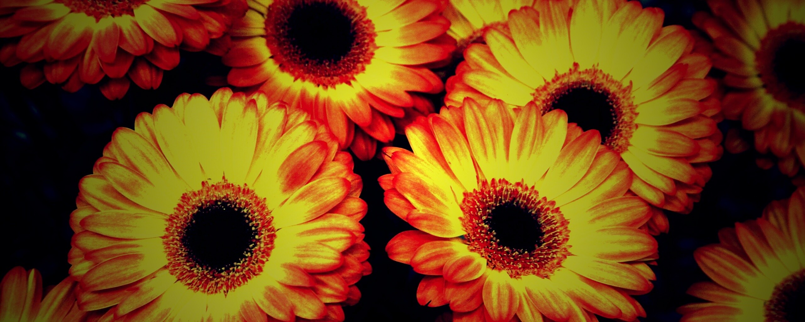 Желтые герберы обои