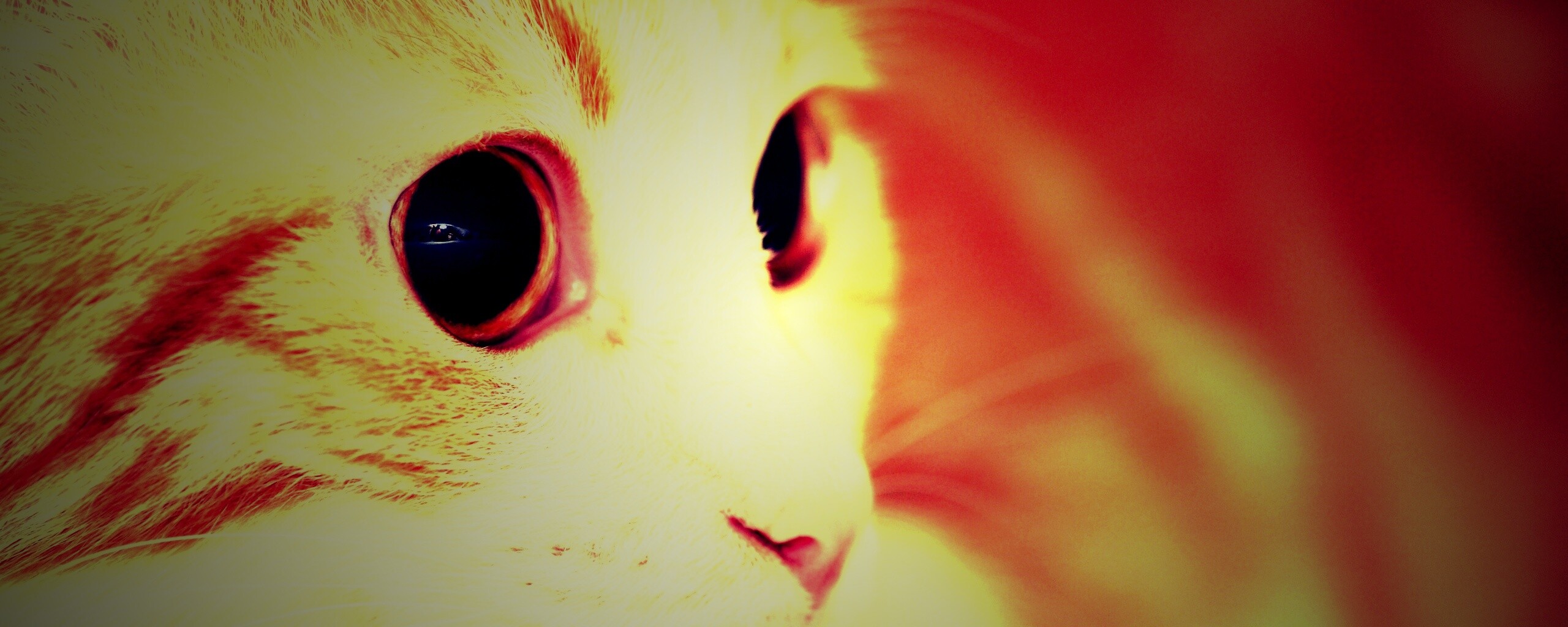 Кот с большими глазами обои