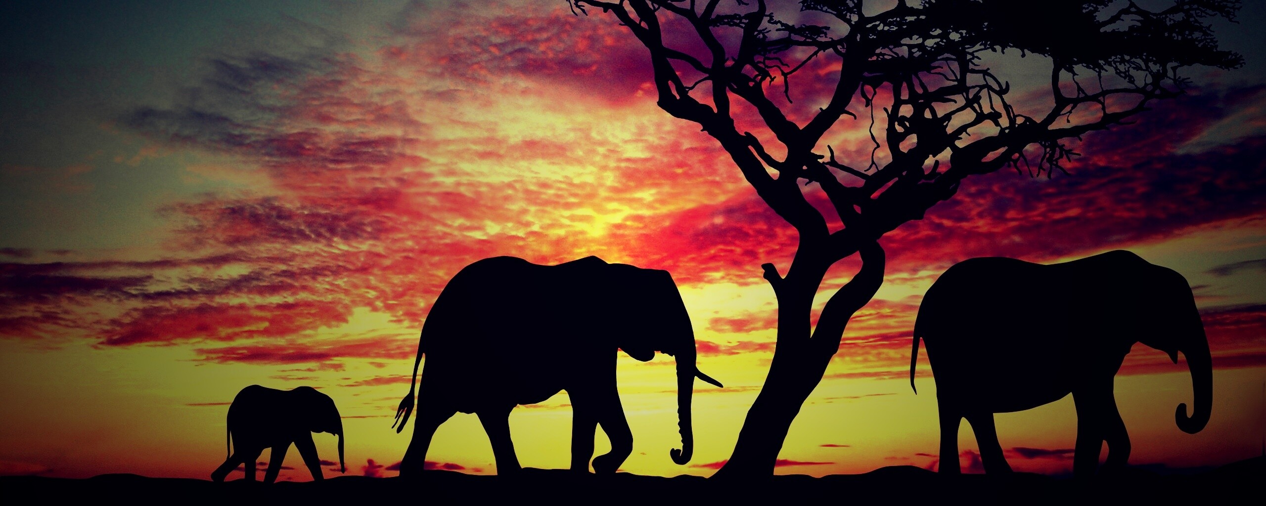 Силуэты слонов обои