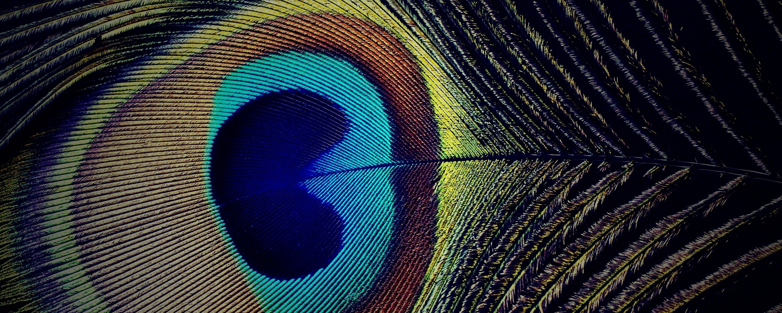 Перо павлина обои