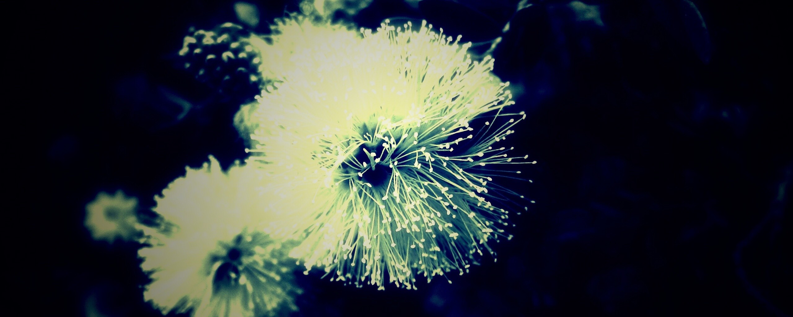 Сказочный цветок обои