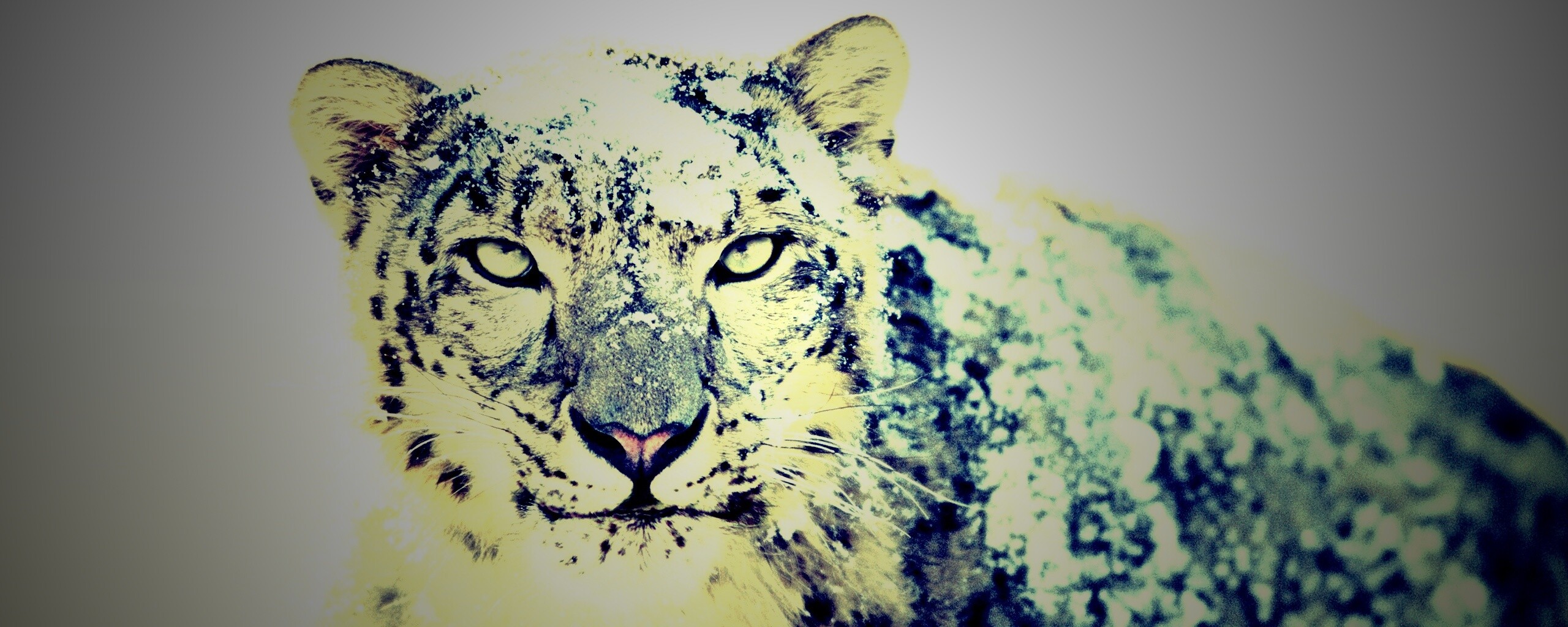 Снежный леопард обои