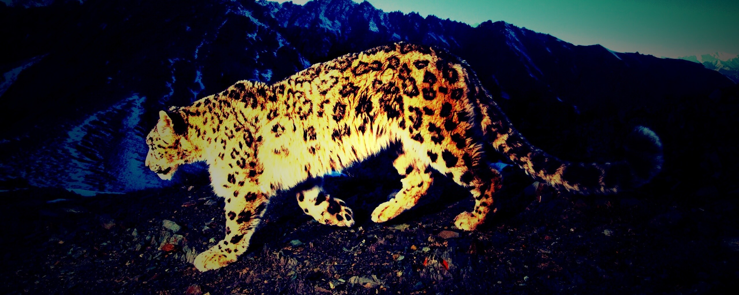 Леопард обои