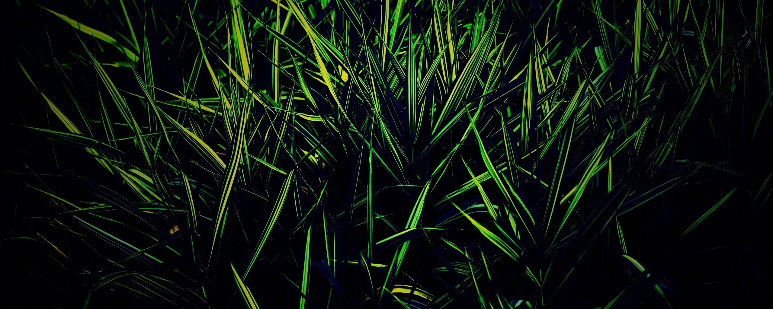 Дикая трава обои