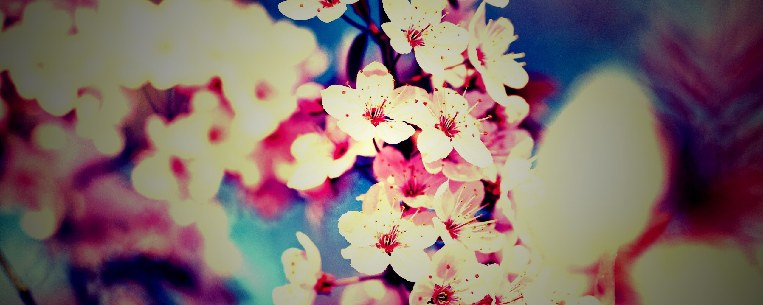 Цветение вишни обои