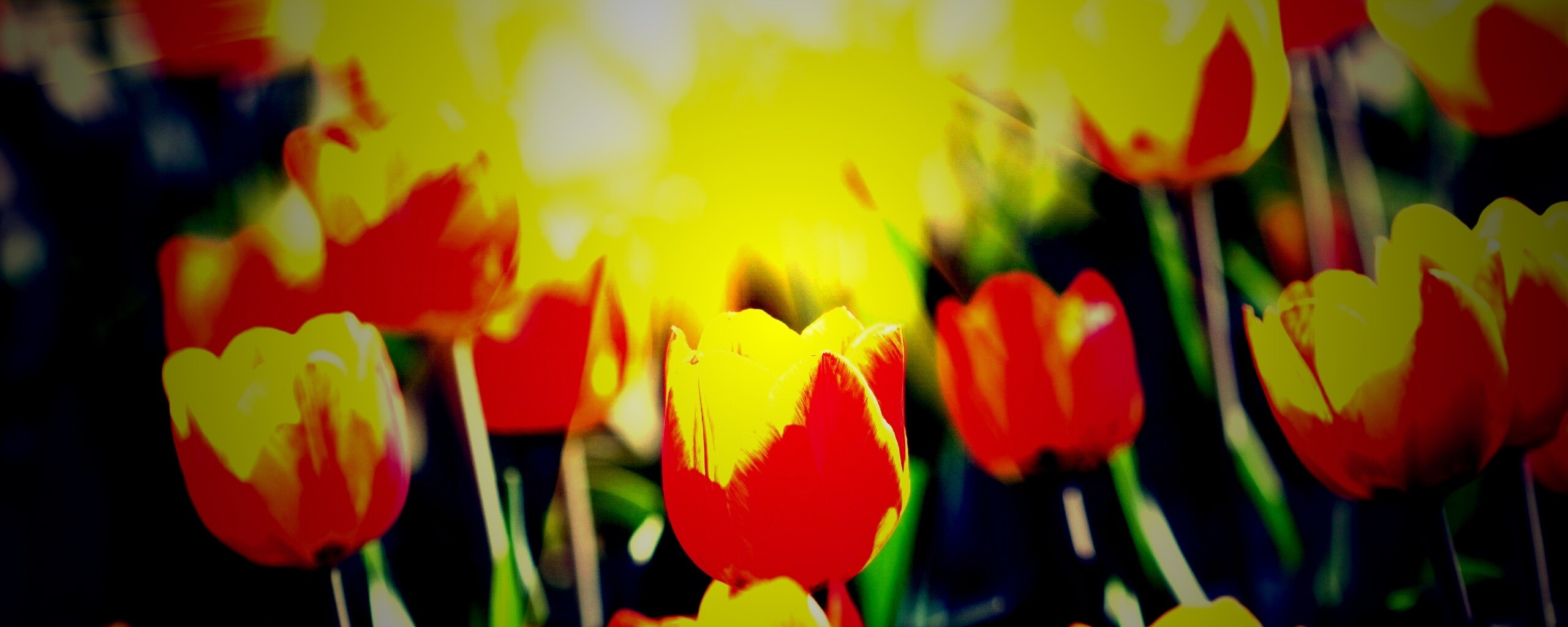 Солнечные тюльпаны обои