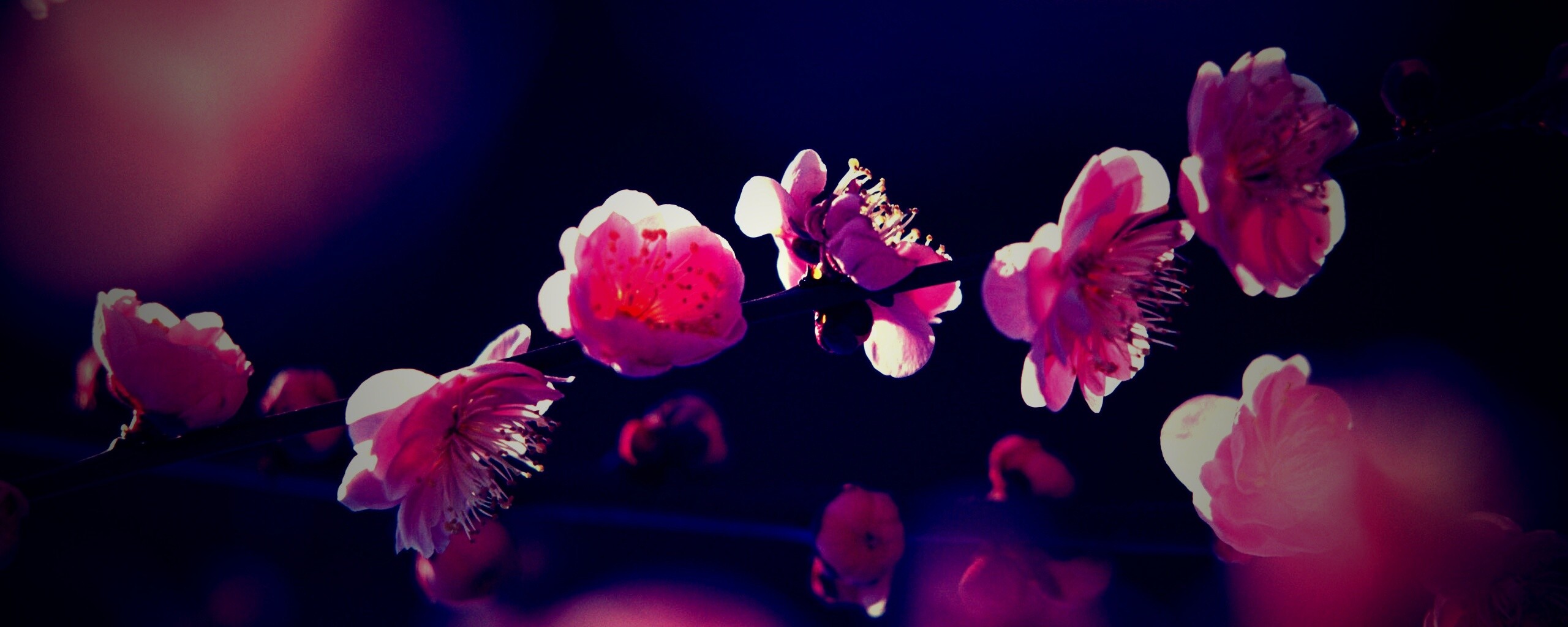 Цветущая вишня обои