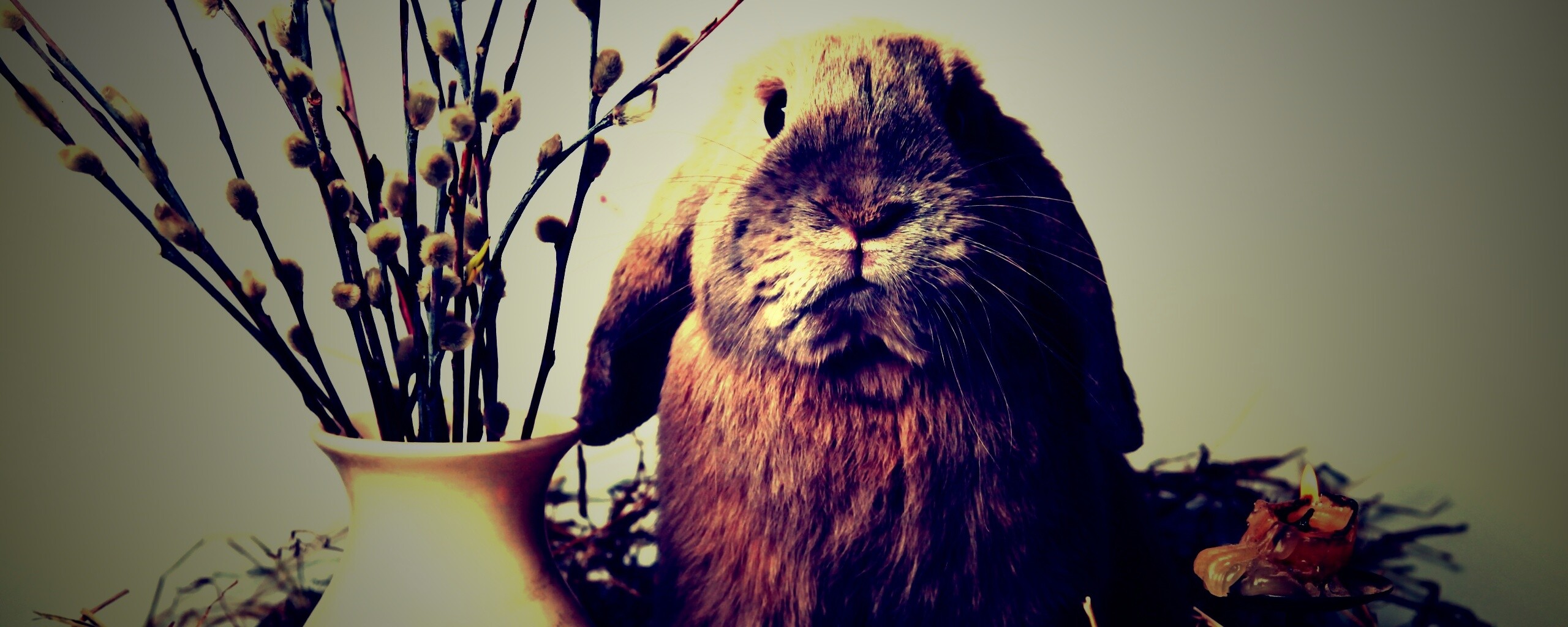 Пасхальный кролик обои