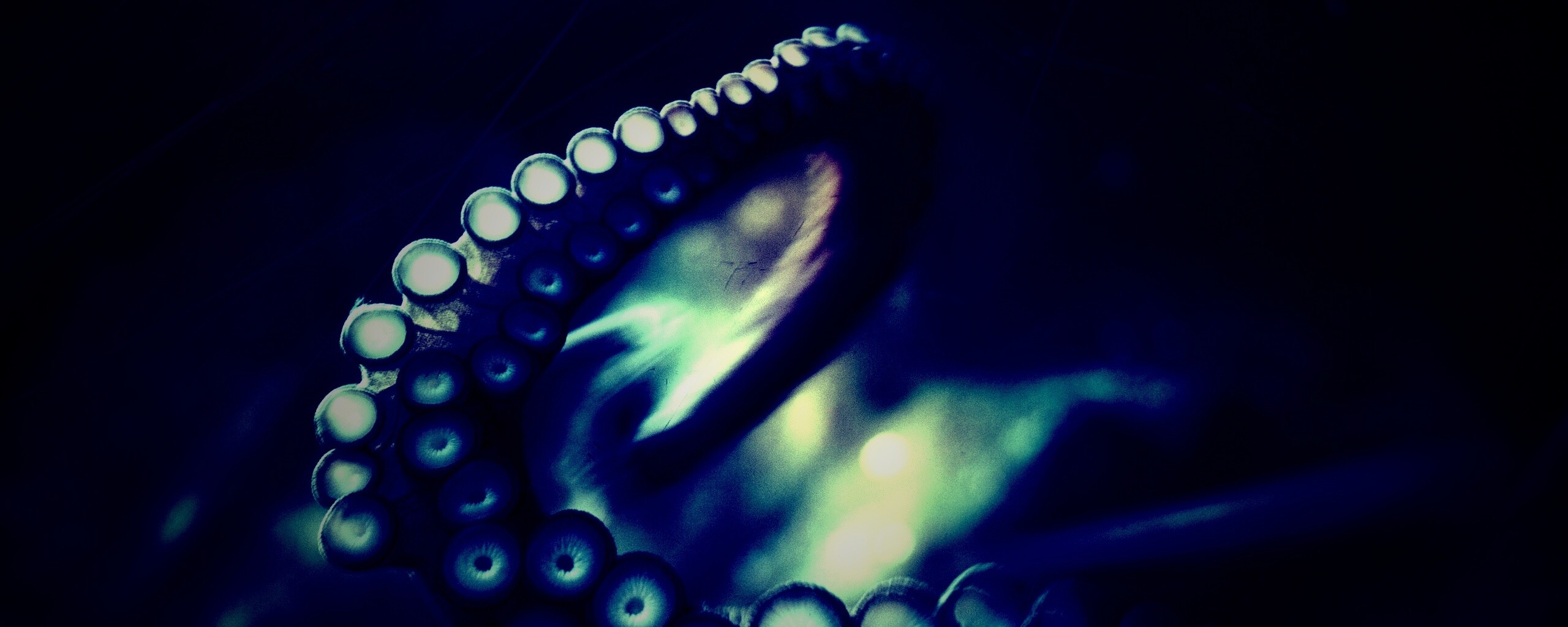 Щупальце обои