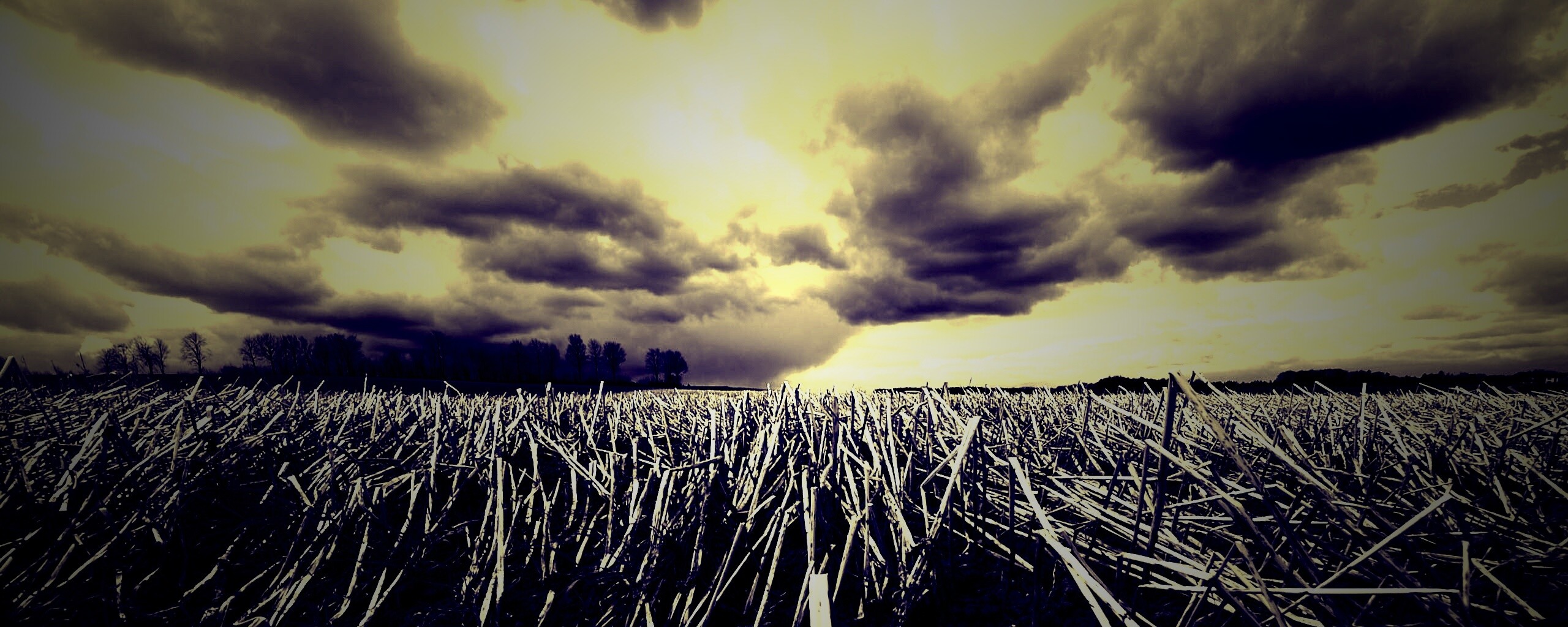 Убранное поле обои