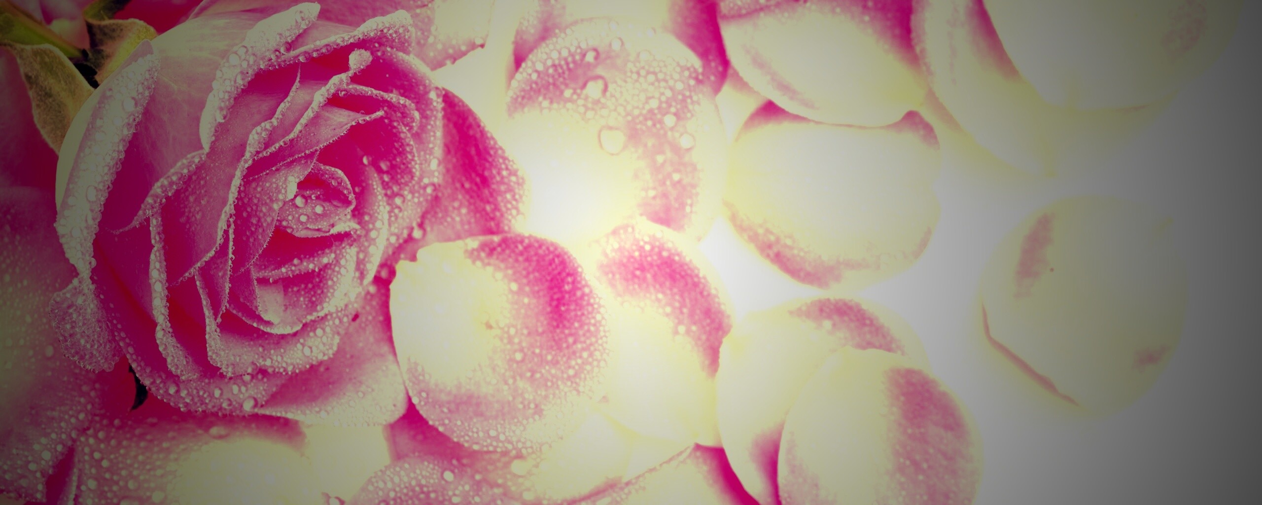 Розовые лепестки  обои