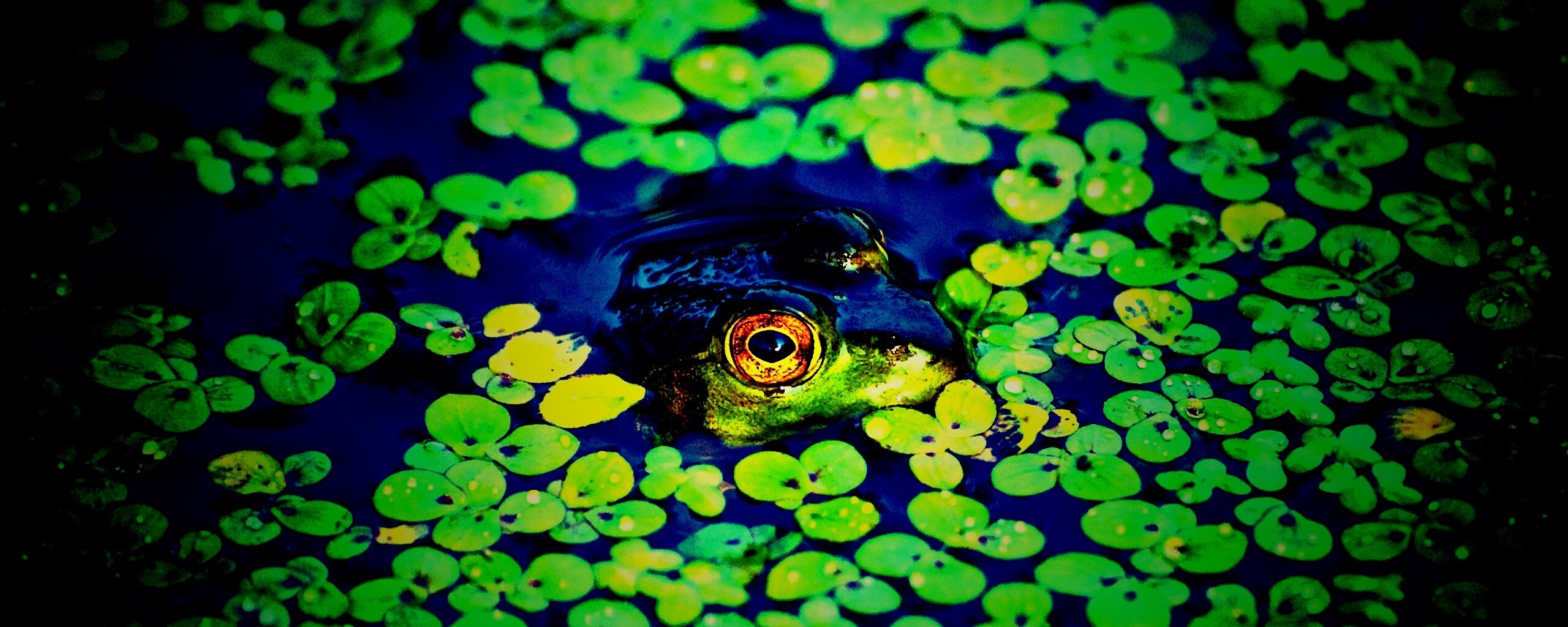 Маленькая лягушка обои