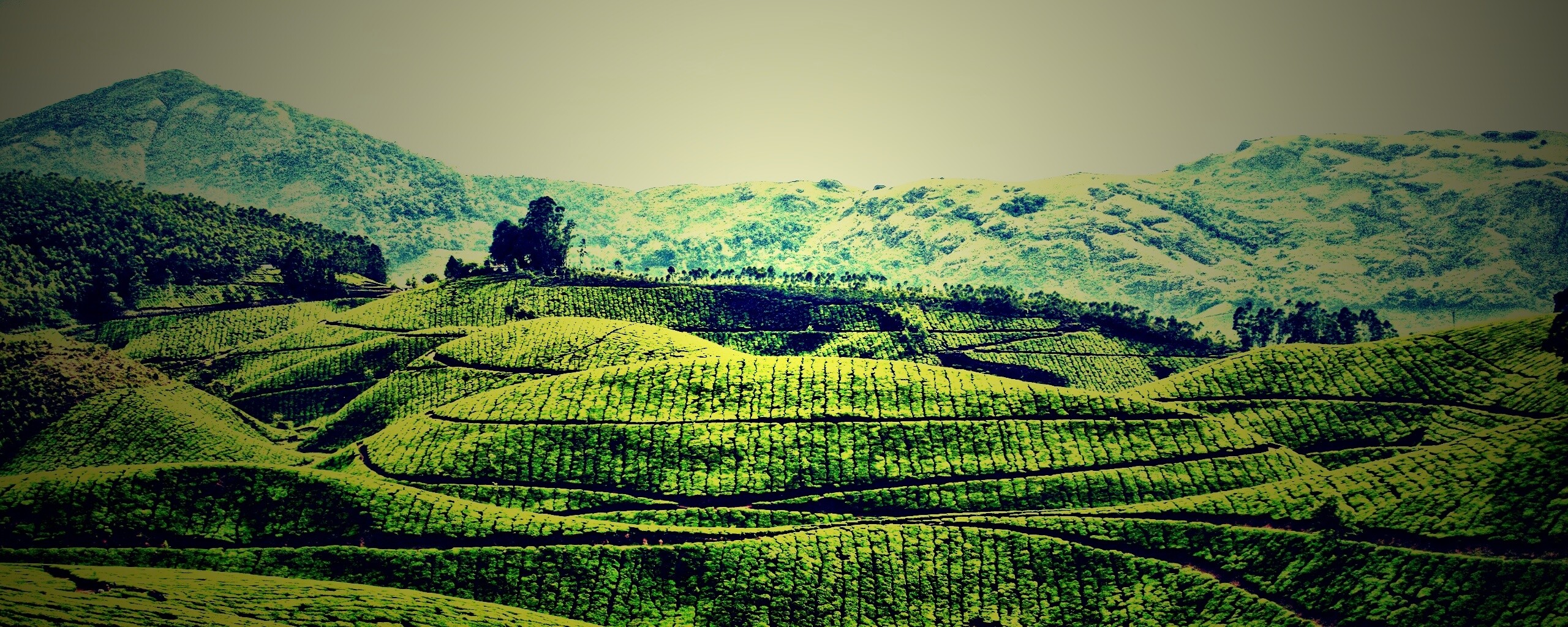 Плантации в Индии обои
