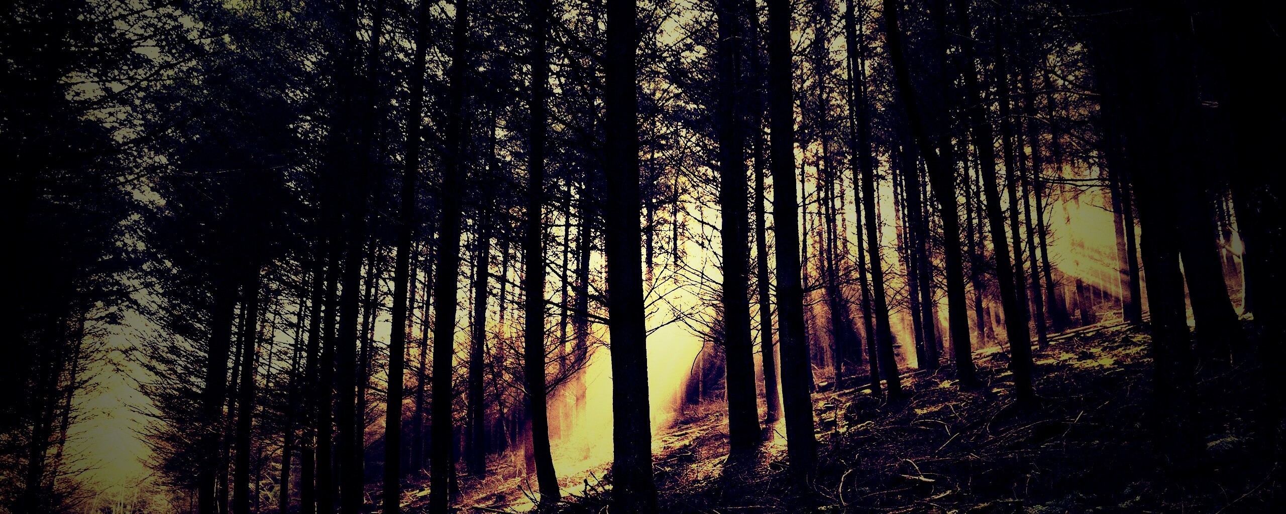 Лесная дорога обои