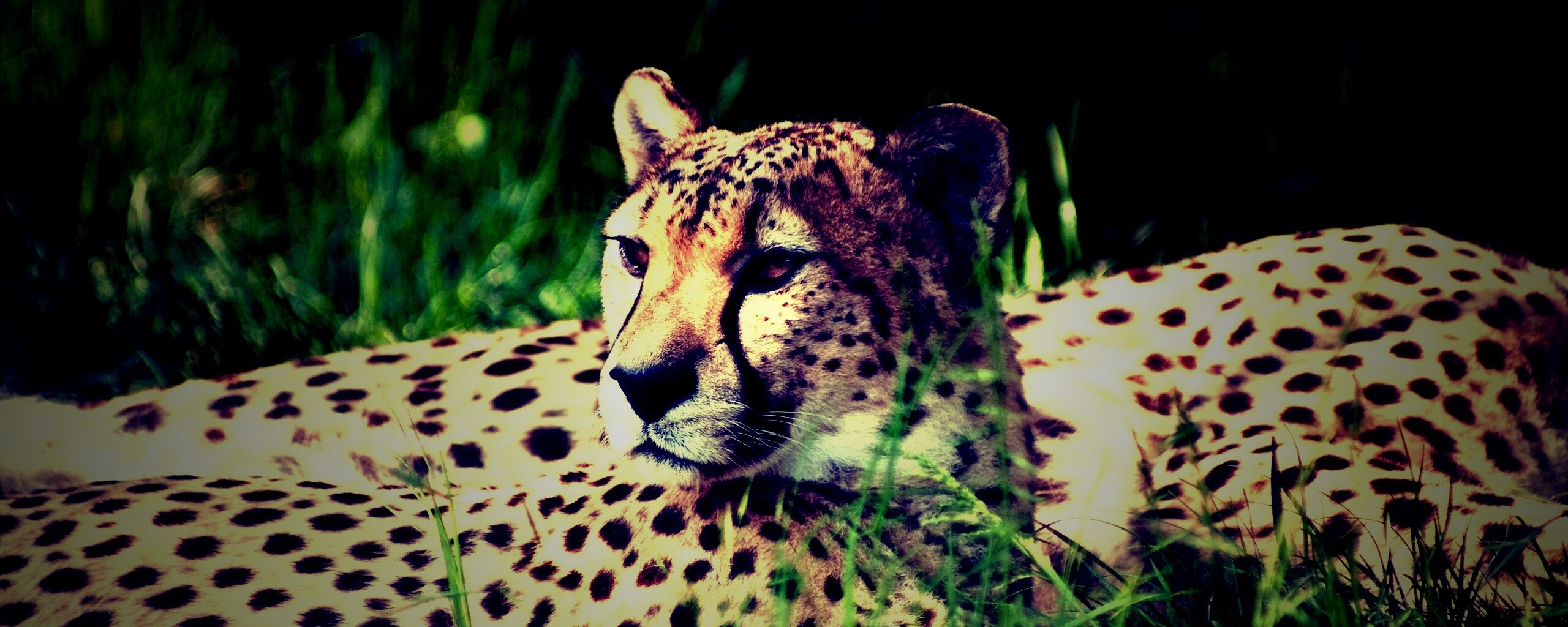 Два изящных гепард в природе обои