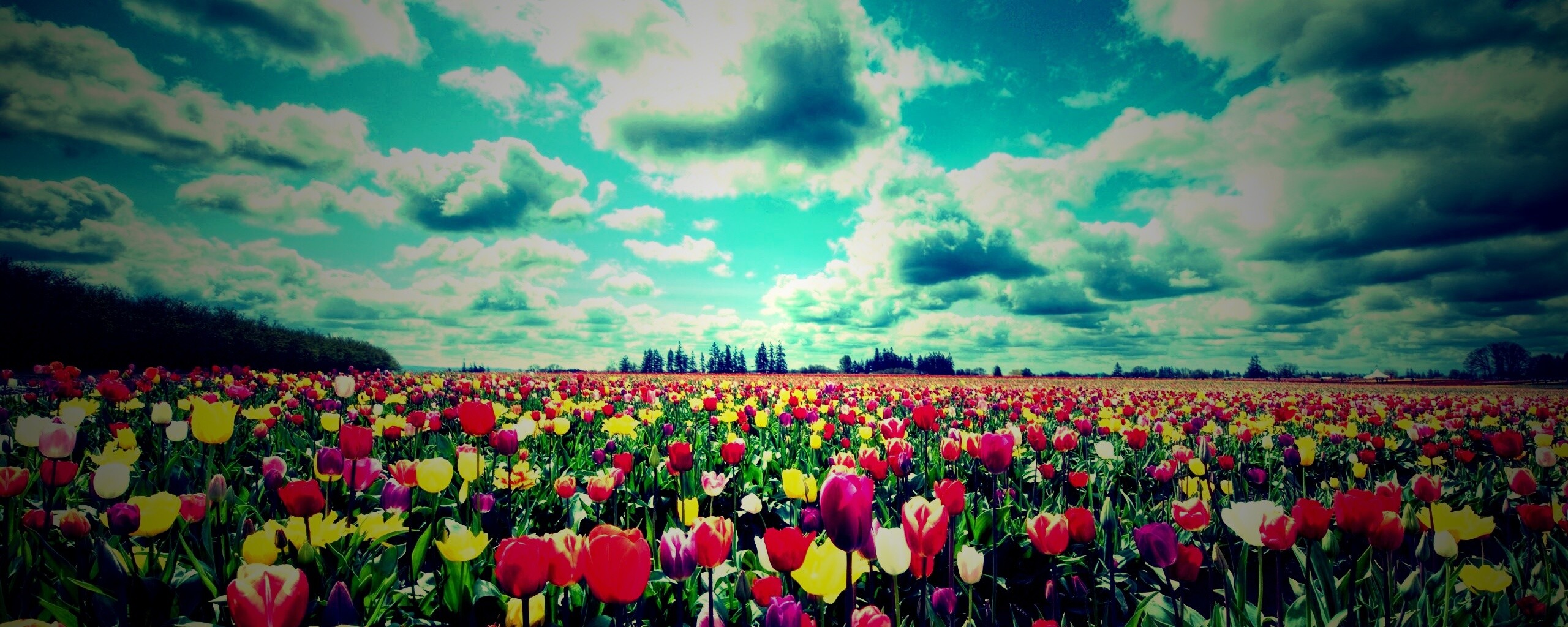 Поле тюльпанов обои
