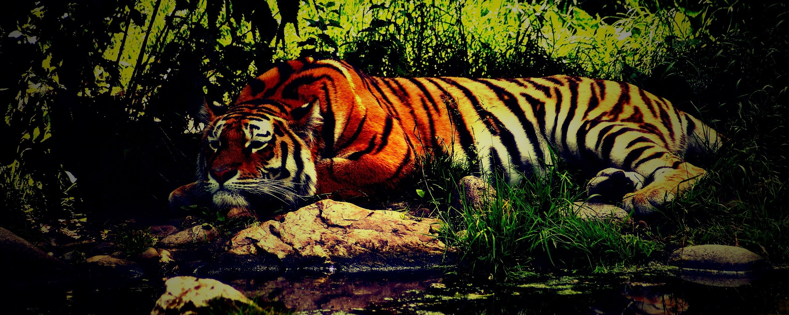 Тигр отдыхает обои