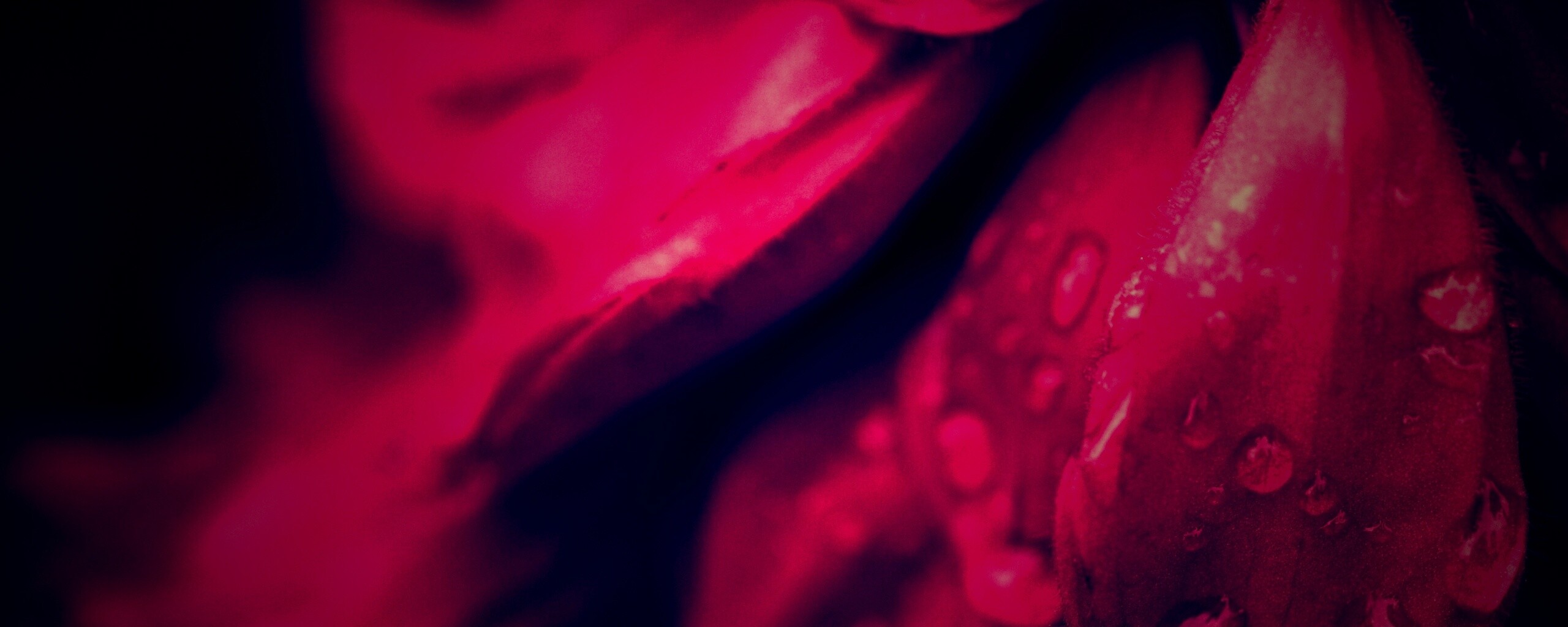 Лепестки обои