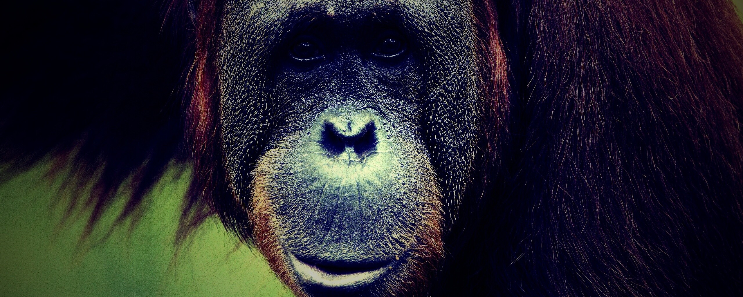 Орангутан обои