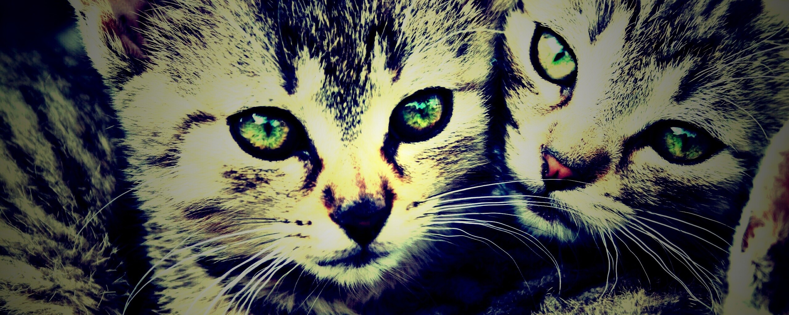 Котята в обнимку обои