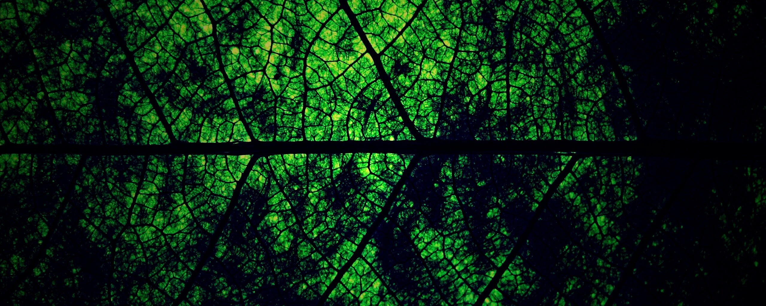 Свечение зеленого листа в макро обои