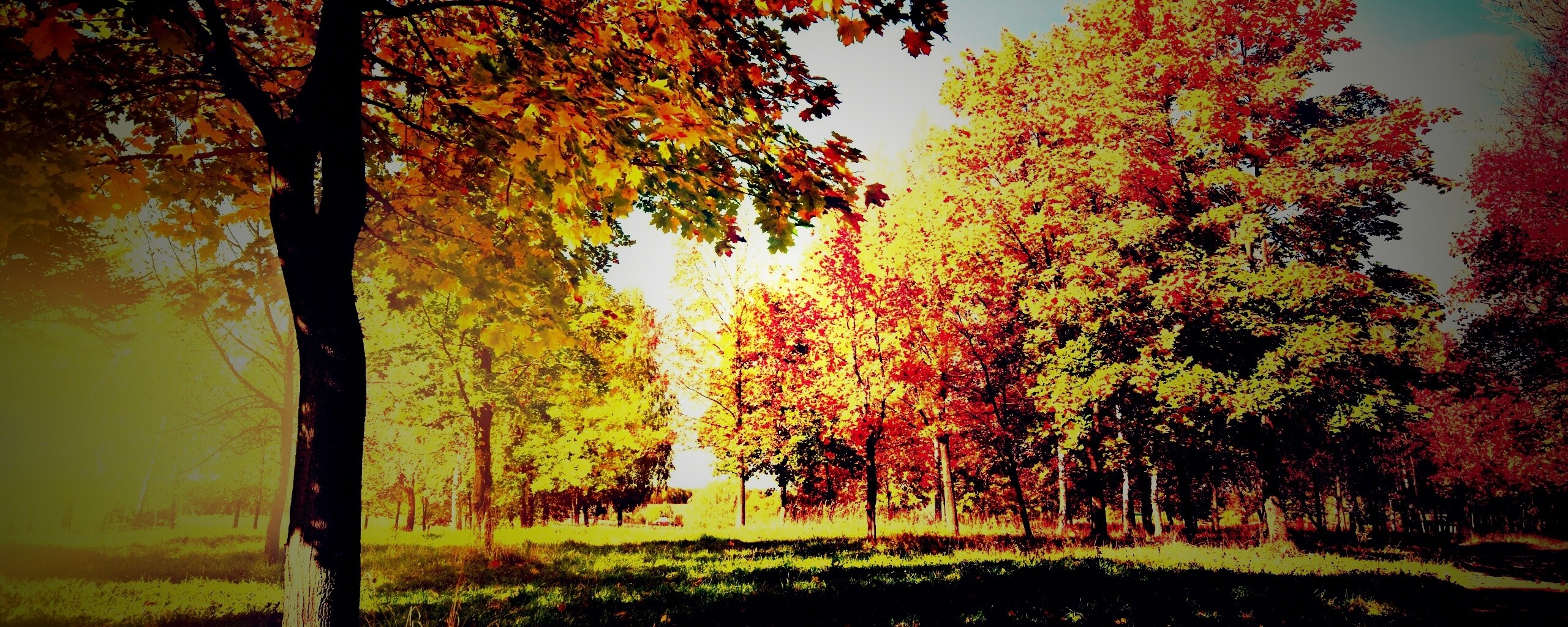 Осень в лесу обои