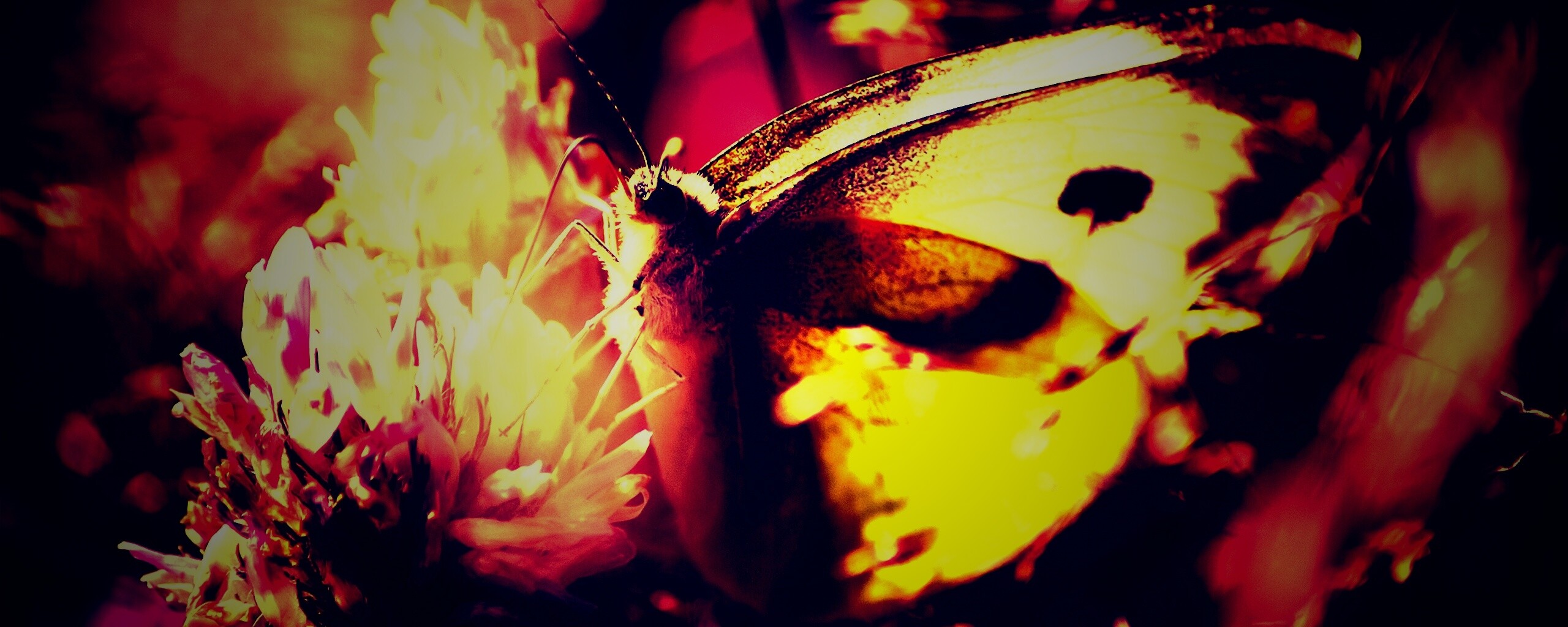 Бабочка на цветке обои