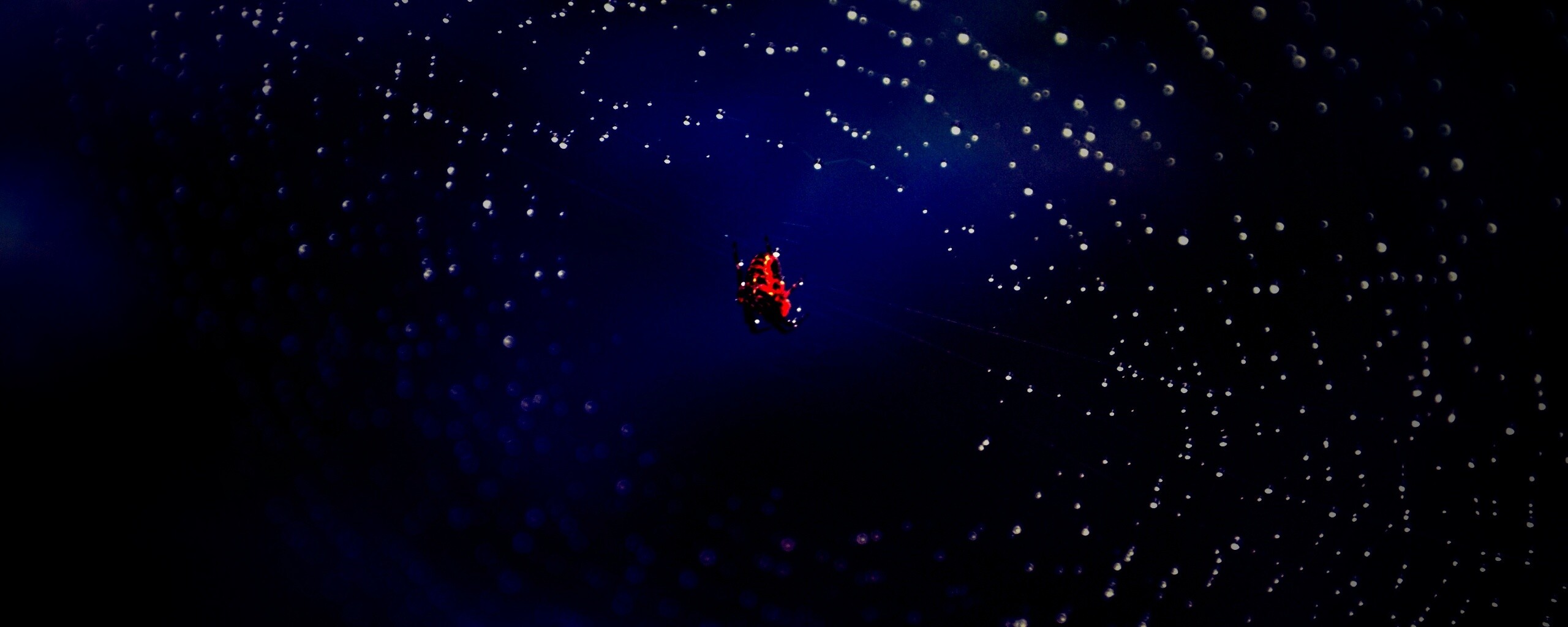 Паук на паутине обои