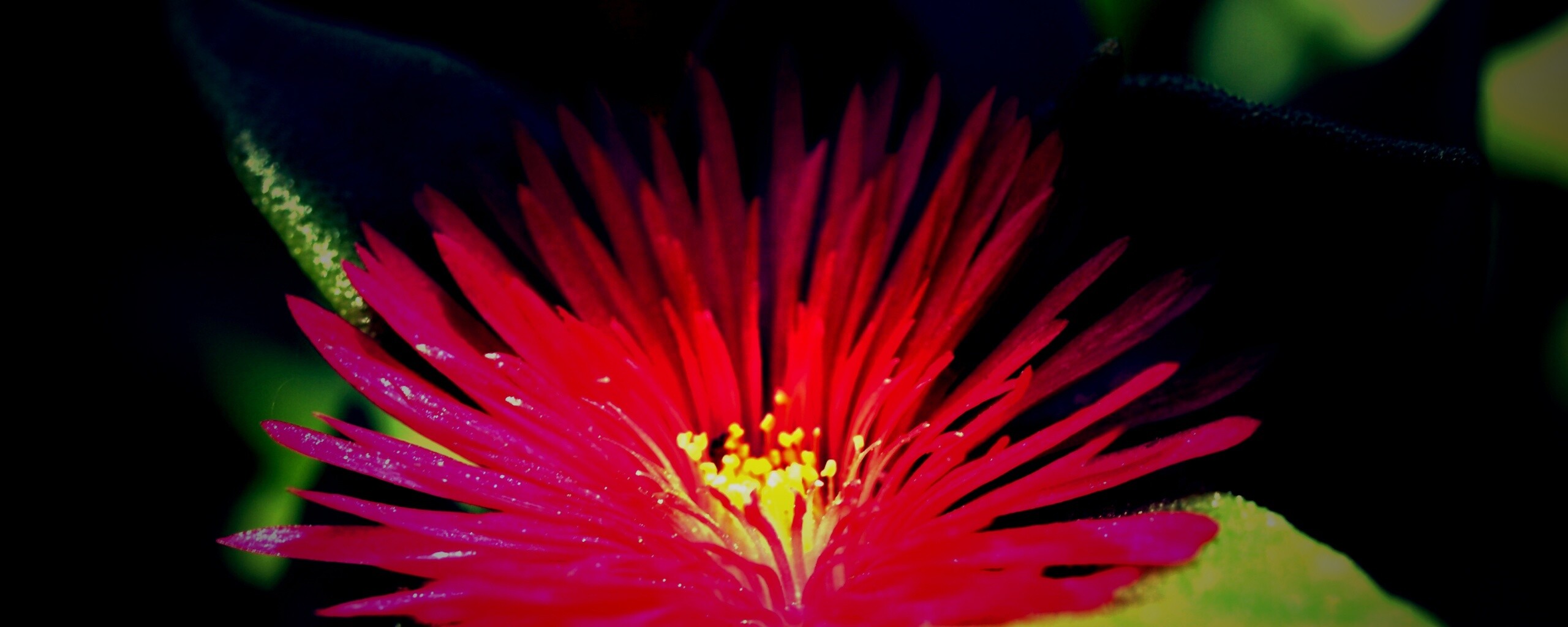 Чудесный цветок обои