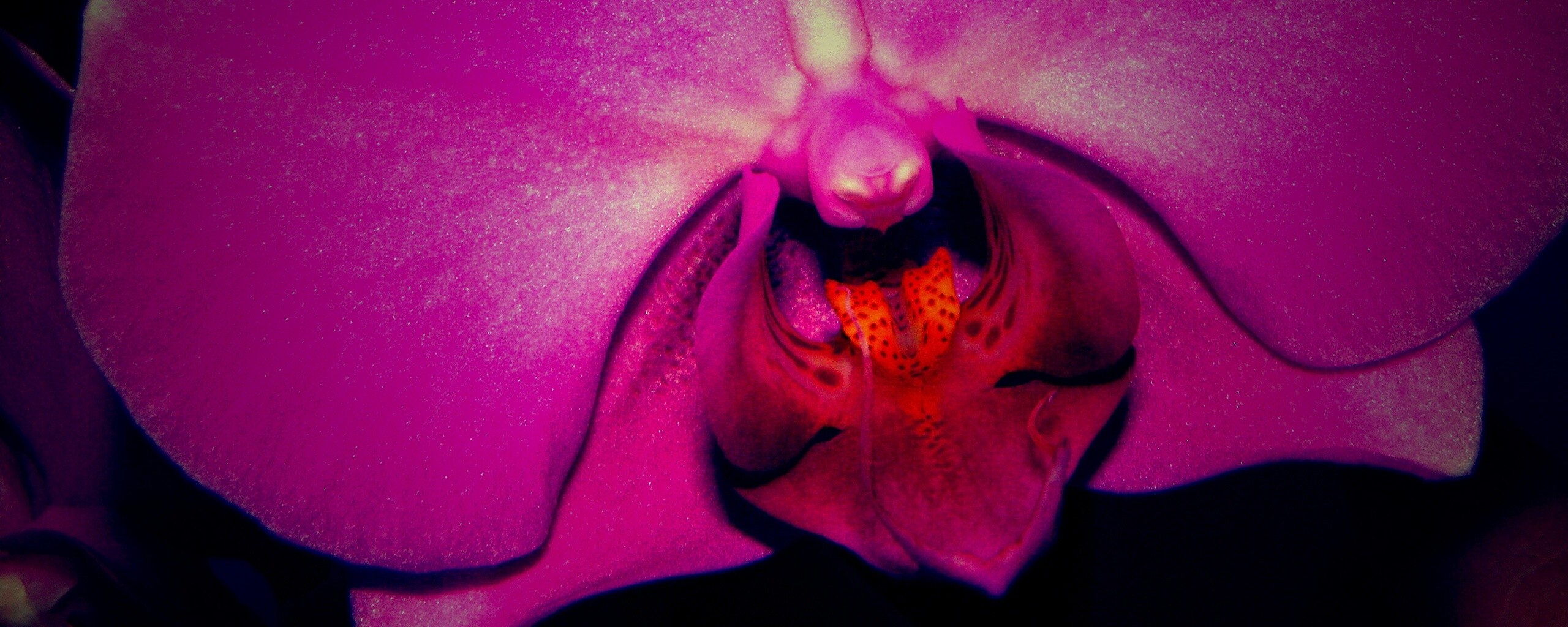 Фиолетовая орхидея обои