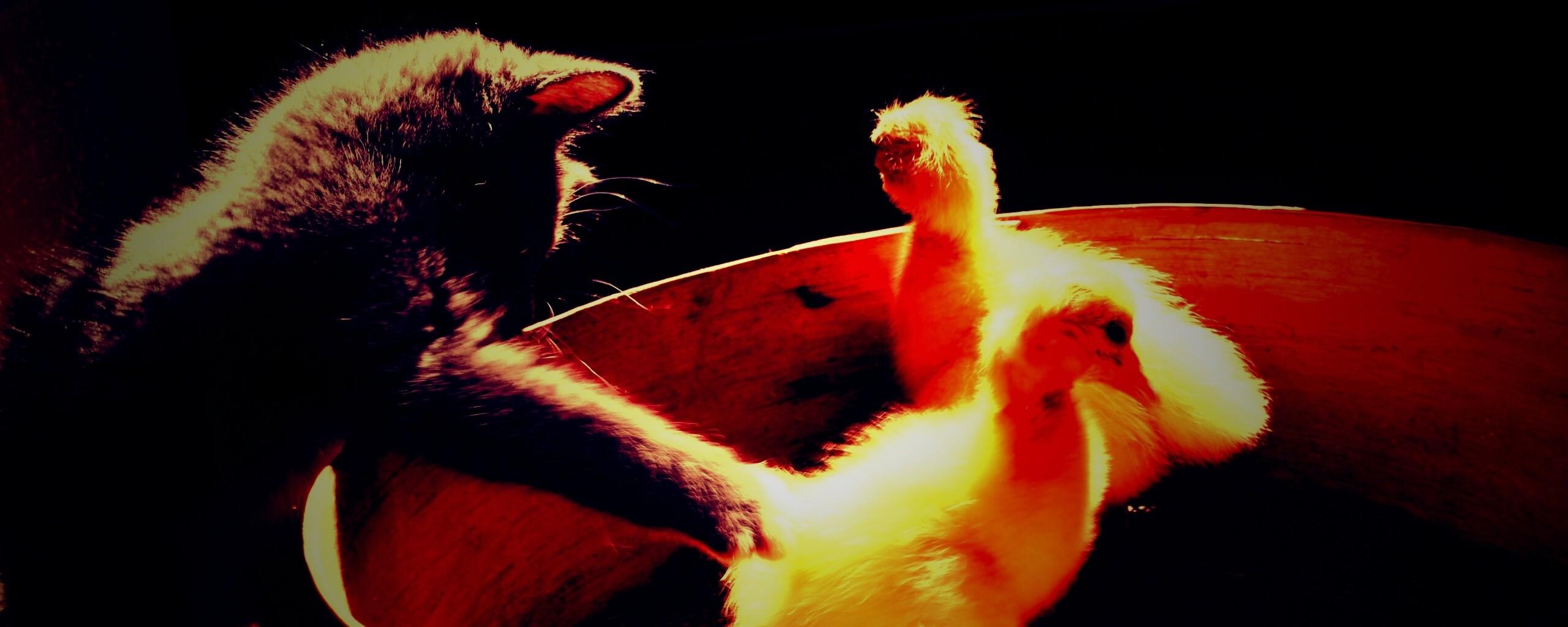 Котенок играет с утятами обои