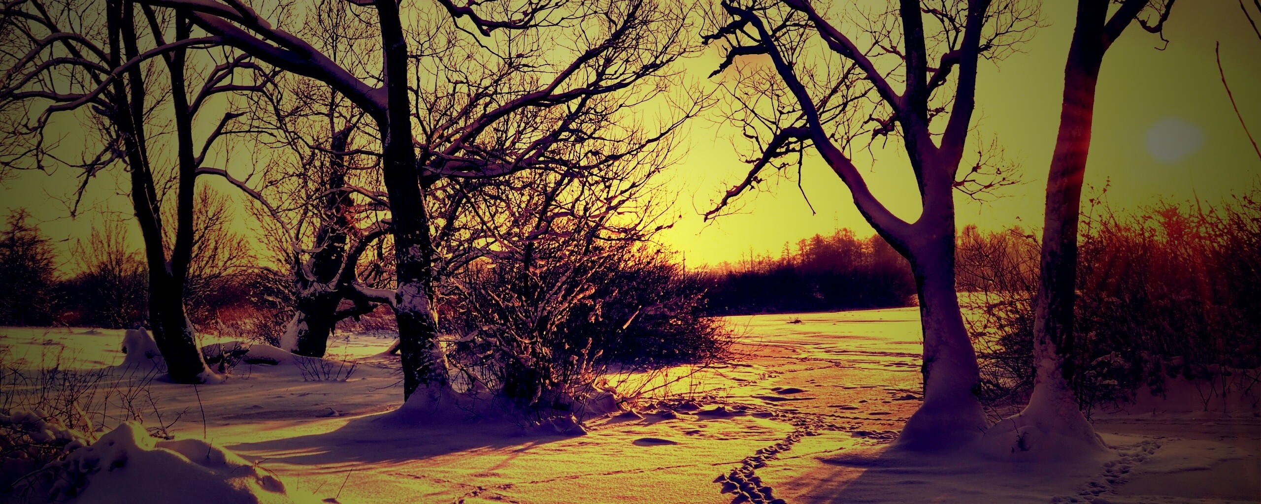 Солнечный свет в зимнем лесу обои