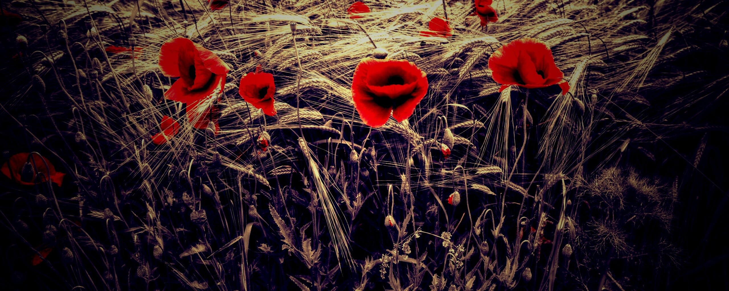 Красные маки обои