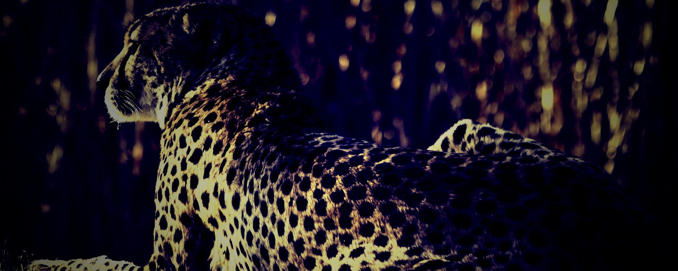 Гепард обои