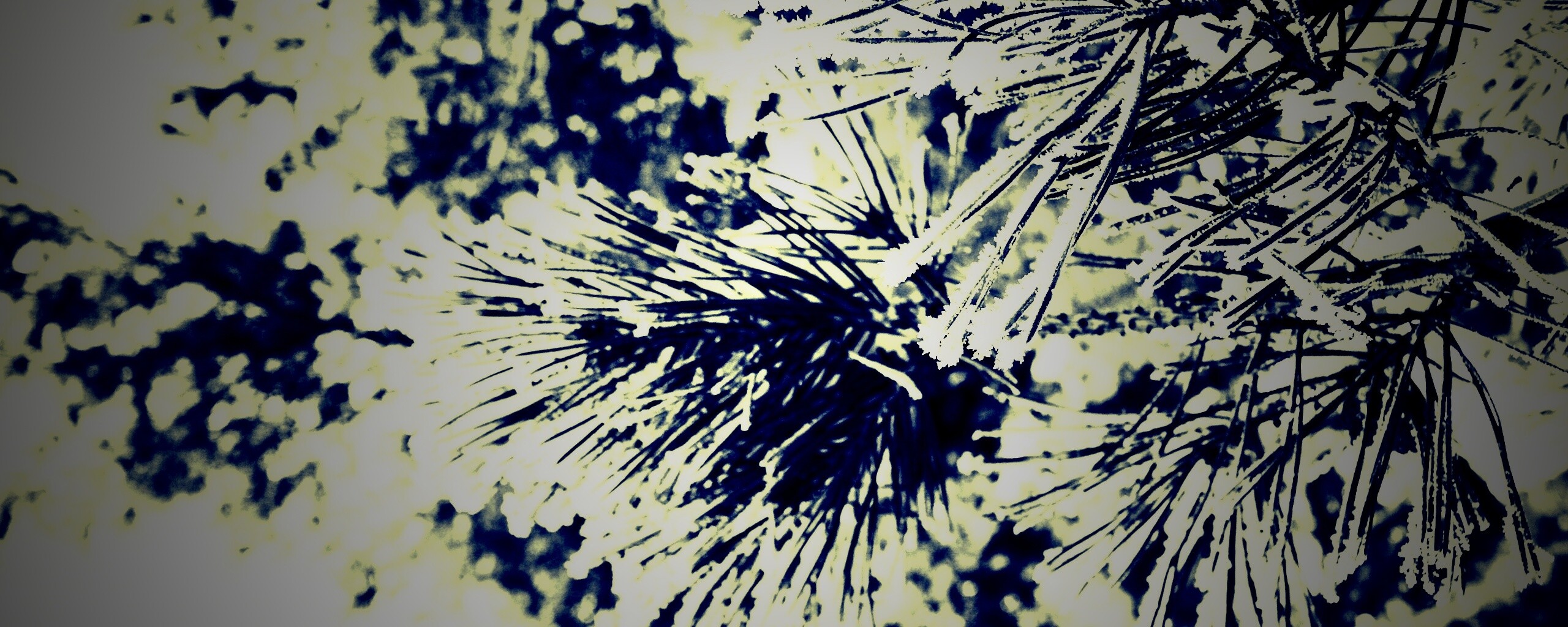 Хвойная ветка обои