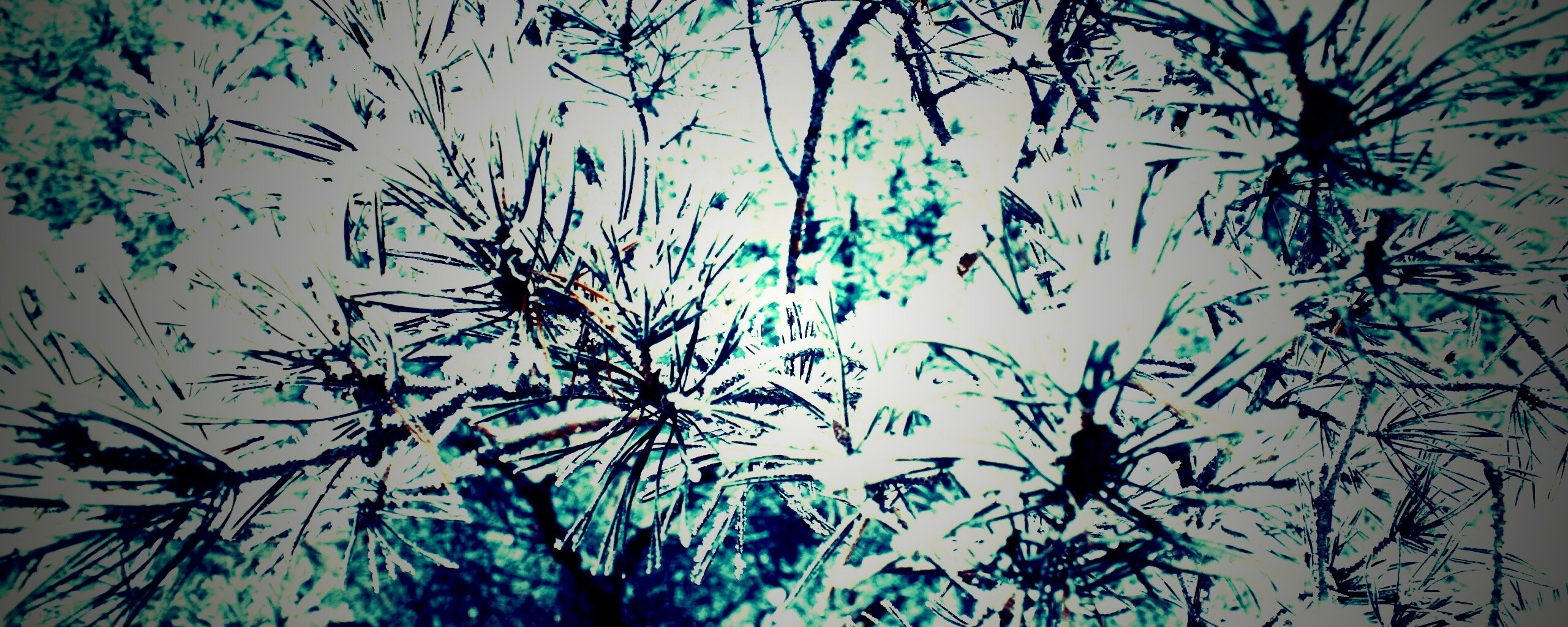 Фото сосны обои