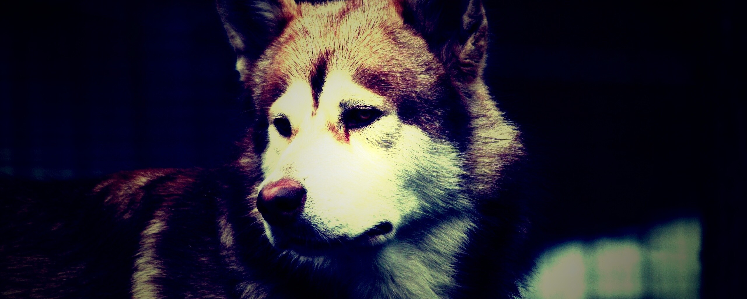 Собака с грустным взглядом обои