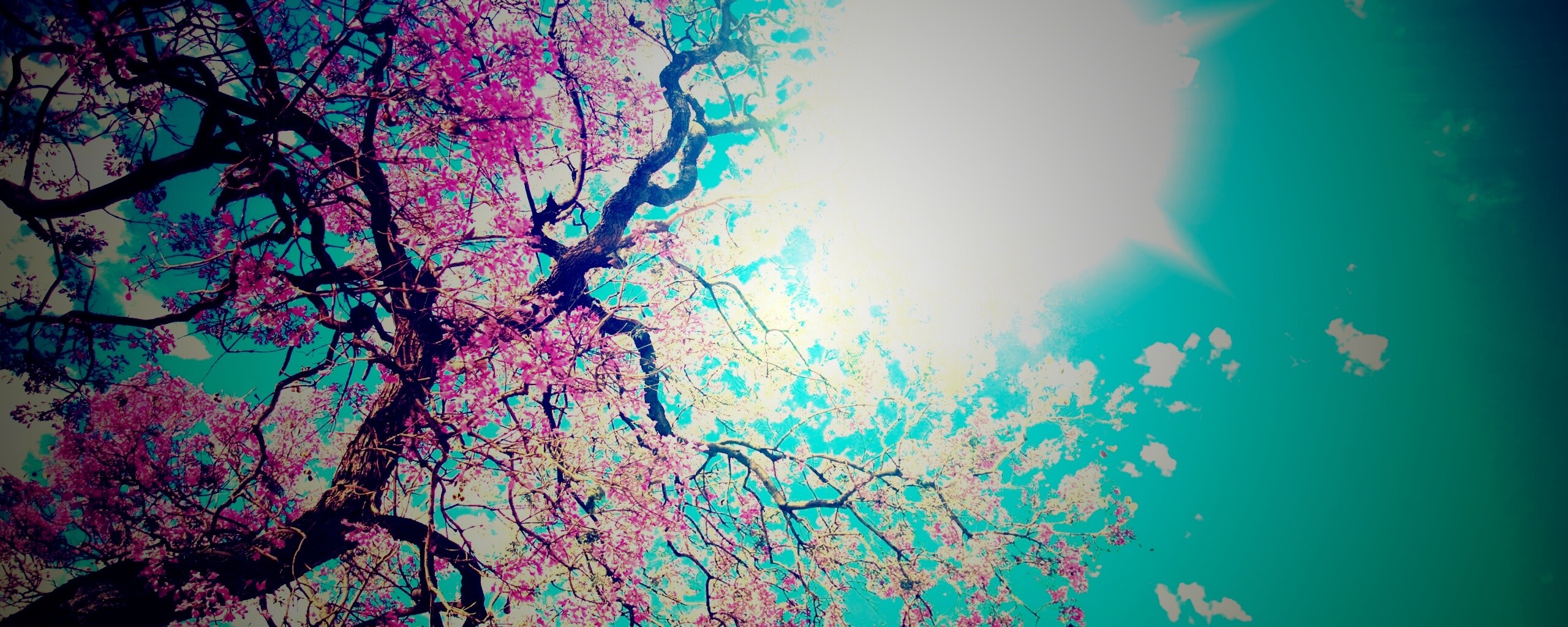 Цветение вишни обои