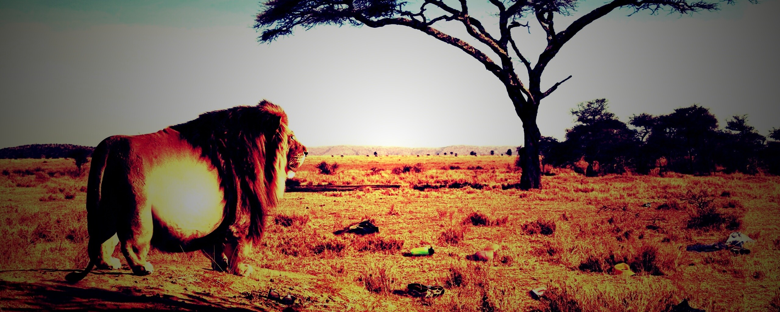 Толстый лев обои