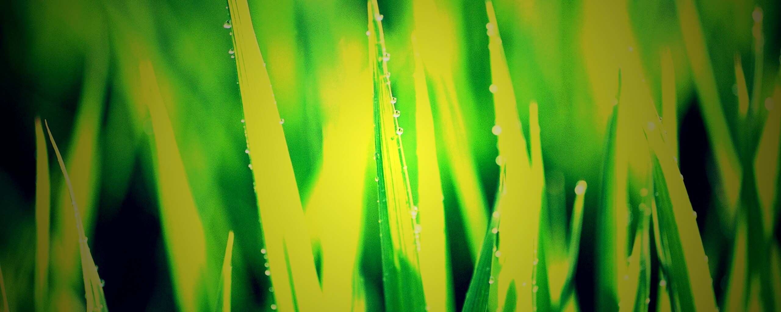 Яркая зеленая трава обои