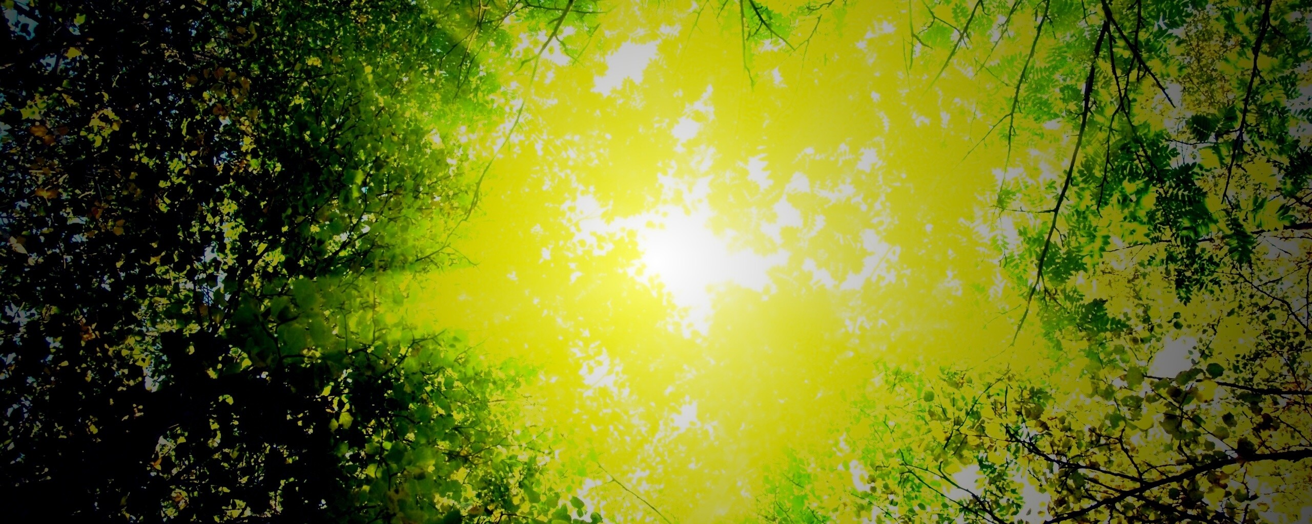 Яркий зеленоватый свет пробивающийся сквозь листву обои