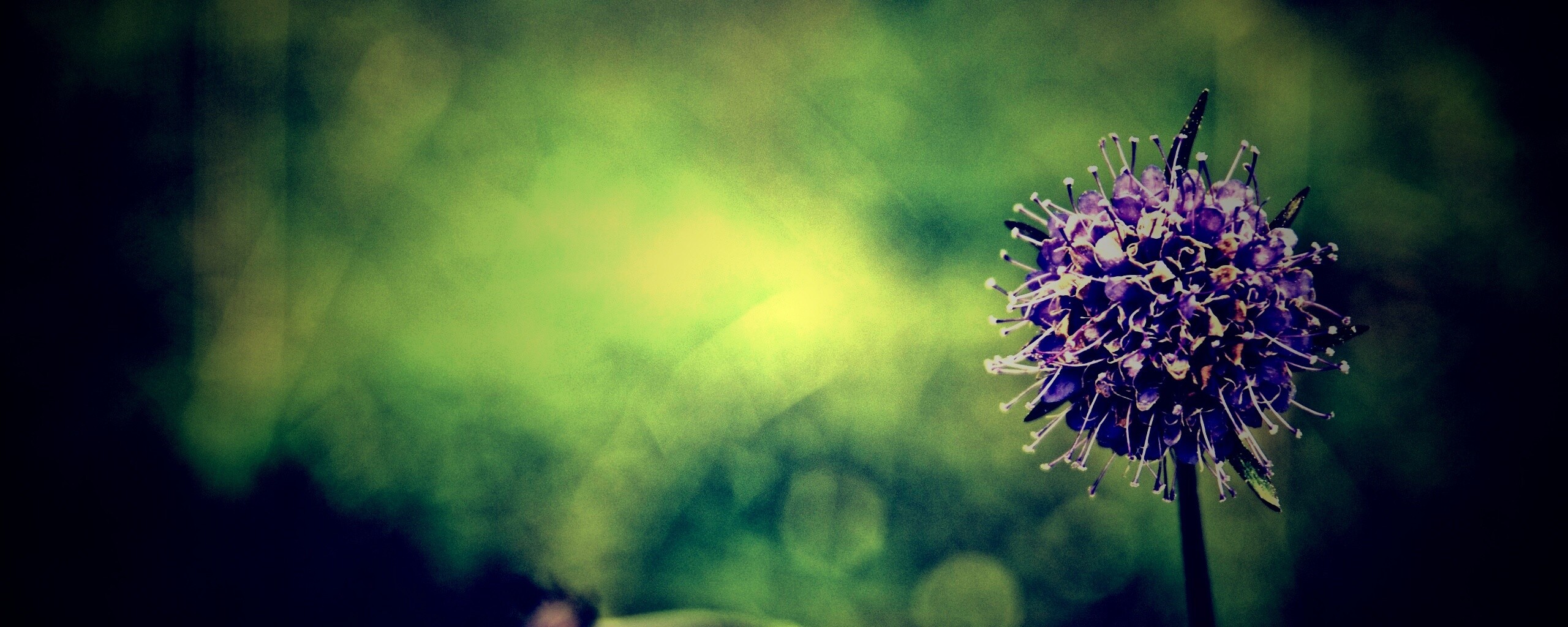 Цветок в макро обои