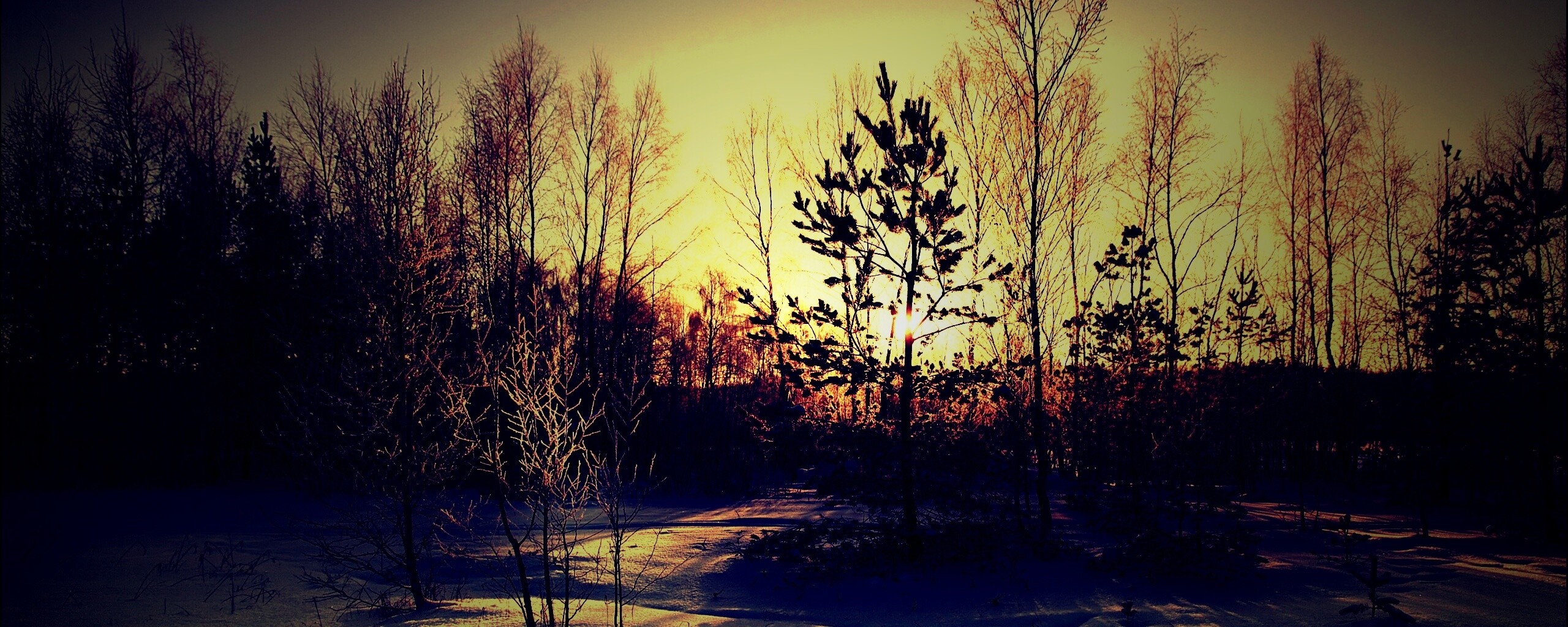 Зимний лес обои