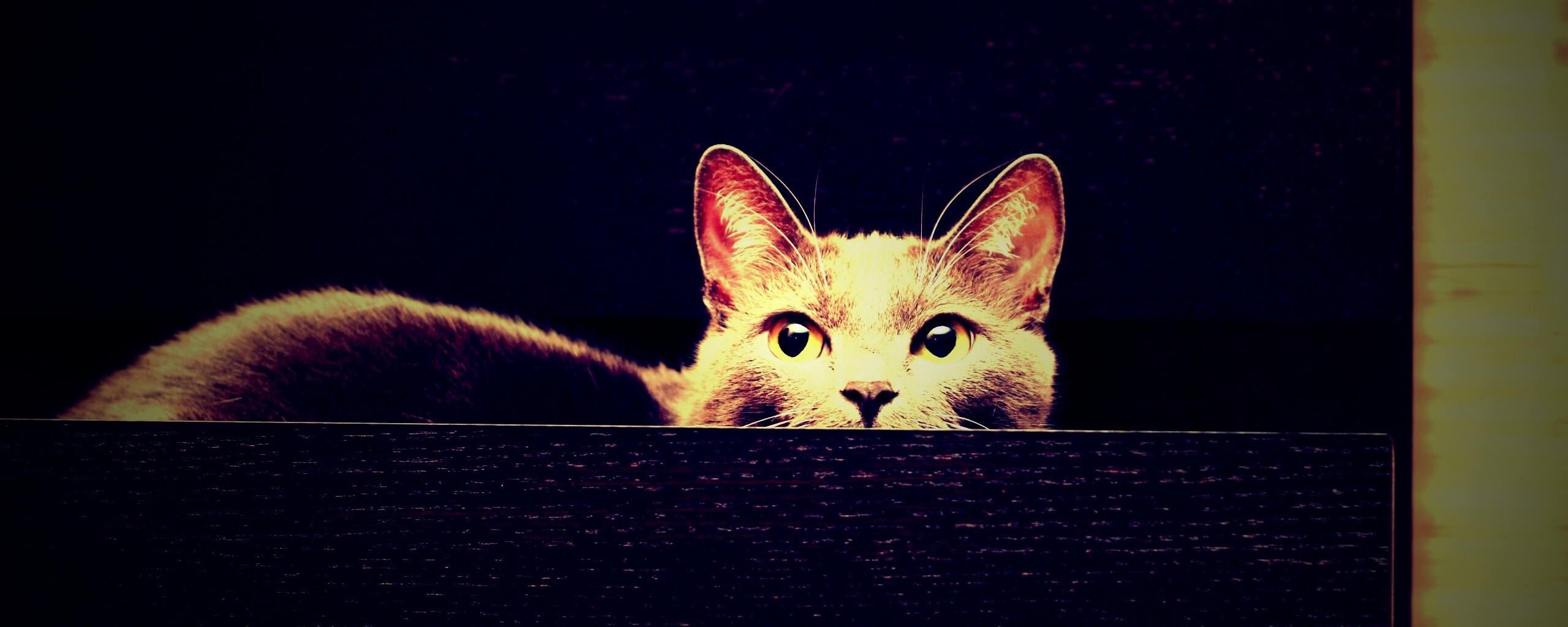 Кот в ящике комода обои